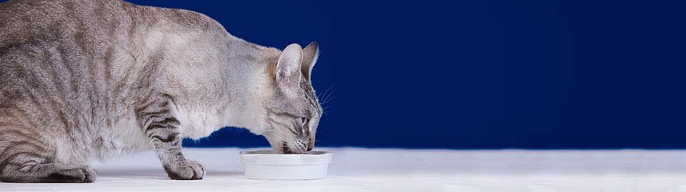 Does Your Older Cat Need Senior Cat Food Petco